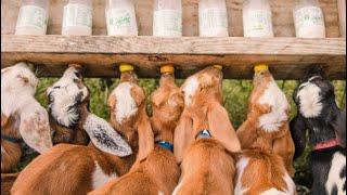 Baby Goat Bottle Feeding Compilation