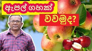ඇපල්  බීජ පැල කරමුද? | How to Plant Apple Seeds at Home | Ceylon Agri | Episode 207