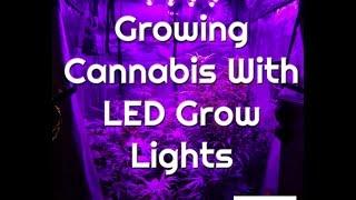 LED Grow Lights - BigBud LED Reviews & Testimonials