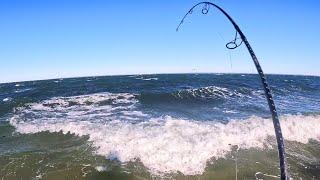 Surfcasting Fish Hit the Beach As Fall Run Surf Fishing Keeps Going!