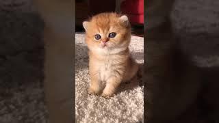 kitten is so cute like youLETS SUBSCRIBE this channel for other interesting videos,Ayo SUBSCRIBE