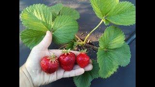 Strawberry Giant Camora Turocy, berry 130 grams, the Japanese variety