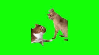 Green Screen Cat Hits Another Cat Meme