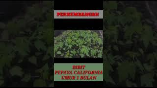 BIBIT PEPAYA CALIFORNIA UMUR 1 BULAN #bibitpepaya #pepayacalifornia