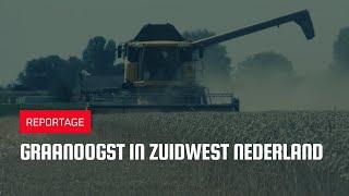 Graanoogst in Zuidwest Nederland