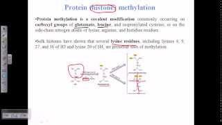 Histone methylation