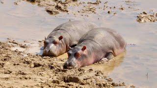 The Noise Made by Wild Hippos Can Be Deafening