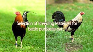 Selection for breeding materials for battle purposes