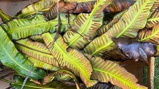 Hart's Tongue Fern, In Container & Landscape, Spring Cut Back - March 23, 2022