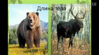 Медведь против лося кто сильней?