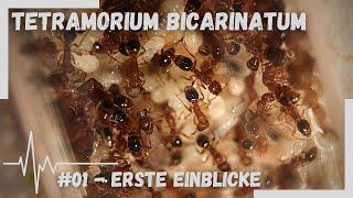 Tetramorium bicarinatum - #01 - Erste Einblicke