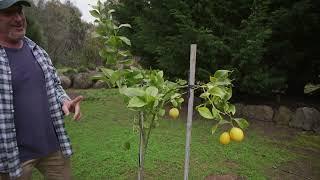 Citrus Tree Protection Tips