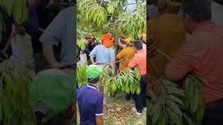 Praktek cara pruning pohon Durian