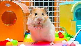 Epic Hamster Escape: Outsmarting High-Tech Prison Security  Hamster Maze
