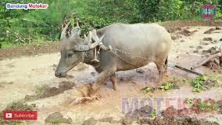 SUASANA DI LEMBUR KURING MASIH ADA YANG MEMBAJAK SAWAH  PAK KERBAU