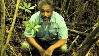 Red Mangroves: The Strangest Roots & Fruits