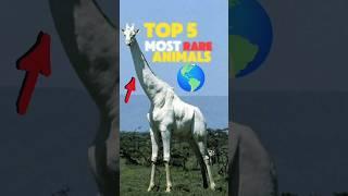 Top 5 MOST Rare animals in the world.