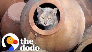 Cat Moves Into A Pottery Store And Finds A New Mom | The Dodo