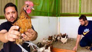 Mere Golden Misri Ande Wali Murgi ki Special Feed Chicken Farming Village, Chicks Hsn Entertainment