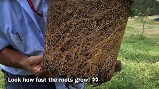 Planting LEMON TREE airlayers in the ground 101