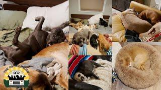Where All The Dogs Sleep | The Asher House