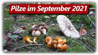 Parasol, Röhrlinge, Pfifferlinge | Speisepilze sammeln im September 2021 | Steinpilz Stellen