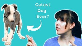 BEFORE You Buy a Whippet Puppy, WATCH THIS! PROS and CONS | Health Problem Facts | VET ADVICE