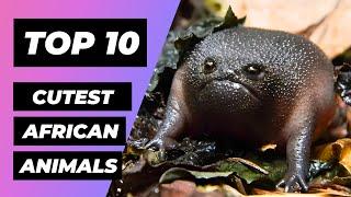 Top 10 CUTEST African Animals! | 1 Minute Animals