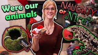 Our Reptiles get their Christmas Gifts! (Except the Naughty ones)