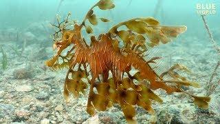 Leafy Seadragons of South Australia (Is it a fish or seaweed?)