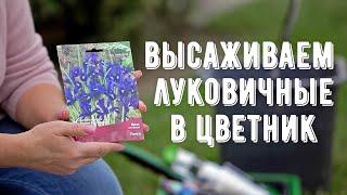 Посадка луковичных растений. Создаем цветник из луковичных. Сажаем тюльпаны, нарциссы, крокусы