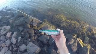 How to use a Sebile Stick Shadd in the Cape Cod Canal