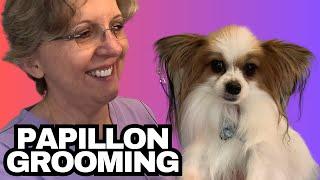 Grooming This Cute Dog | Papillon | Finley