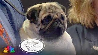 "Vito" the Pug WINS! | 2024 National Dog Show Presented by Purina | NBC