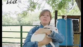 Using the choke chain for adults (meat rabbits, dispatch)