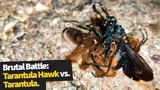 Brutal Battle Between A Tarantula Hawk And A Tarantula