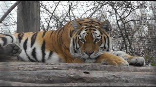 Sibirischer Tiger (Panthera tigris altaica) - Siberian tiger - Zoo Vienna