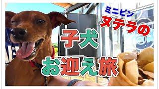 ヌテラの子犬お迎え旅 #ミニピン #ドゥードル #ゴールデンレトリバー #プードル #ゴールデンドゥードル