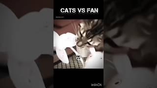 Cat Best moment part #cat #catshorts #catvideos