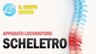 Il Sistema Scheletrico - Apparato Locomotore - Il Corpo Umano | Estratto