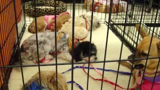 FOCHP Pet Adoption Event at Petco in Lake Forest