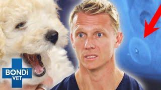The Amazing True Story of a Dog Who Swallowed a Pacifier and Survived!  Bondi Vet Clips | Bondi Vet