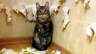 Funny animals - Funny cats / dogs - Funny animal videos 60