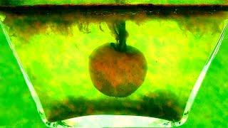 Watched the apple in water video? Then watch this! MICROSCOPE shots