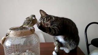 Cat Gently Pets A Bird