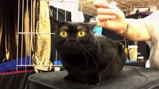 The Bombay: Cat or Miniature Panther?