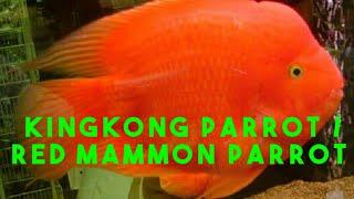 Kingkong Parrot / Red Mammon Parrot