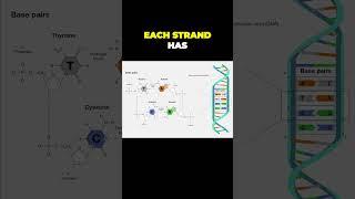 Unraveling the DNA Code: The Fascinating World of Base Pairs!