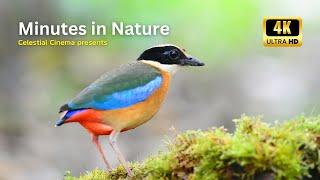 Minutes in Nature - A Celestial Cinema 4K Wildlife Experience 