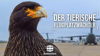 Falke vertreibt Wildvögel in Wunstorf | Bundeswehr